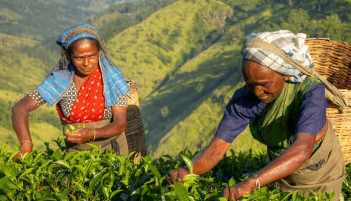 Tea Estate SL