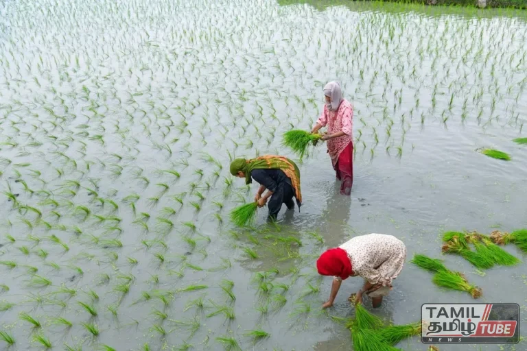 அரிசியிலிருந்து எத்தனால் உற்பத்தியை அதிகரிக்க இந்தியா திட்டம்