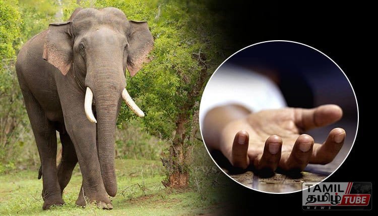 யானை தாக்கியதில் பாகனும் உதவியாளரும் பரிதாபமாக பலி: இறக்குவானையில் சோகம்!