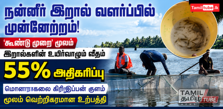 நன்னீர் இறால் வளர்ப்பில் முன்னேற்றம் : ‘கூண்டு முறை’ மூலம் இறால்களின் உயிர்வாழும் வீதம் 55 சதவீதமாக அதிகரிப்பு – மொனராகலை கிரிஇப்பன் குளம் மூலம் வெற்றிகரமான உற்பத்தி