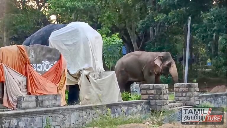 சிலையை தாய் என நினைத்ததா? கிராதுருகோட்டை நகருக்குள் நுழைந்து மக்களை உருக்கிய இளம் காட்டு யானை!