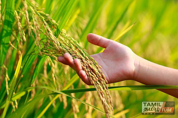 கிழக்கு மாகாணத்தில் சிறுபோக நெல் அறுவடை நிறைவு